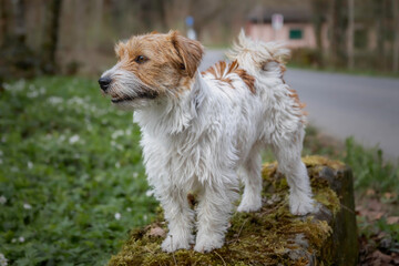 Jack Russel terrier rough hair portrait