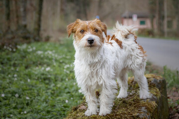 Jack Russel terrier portrait 