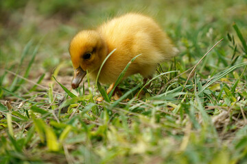 Yellow nestling of duck on grass
