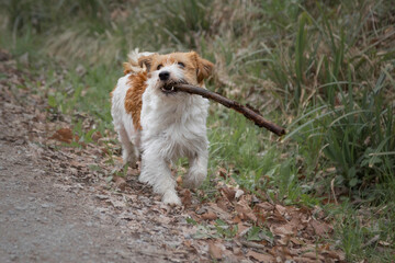 Jack Russel terrier play with stick