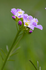 Macro of a purple spring flower