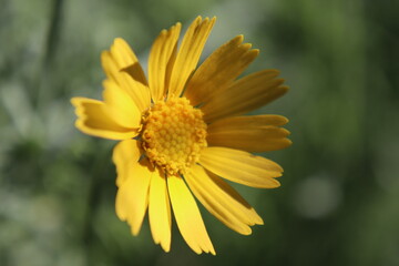 yellow daisy flower