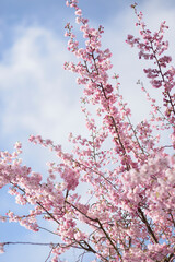 Branches of light pink blooming sakura in a sunshine, flowering cherry tree