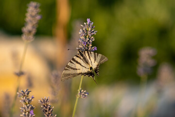 Kroatischer Schmetterling