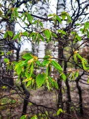 tree in the forest