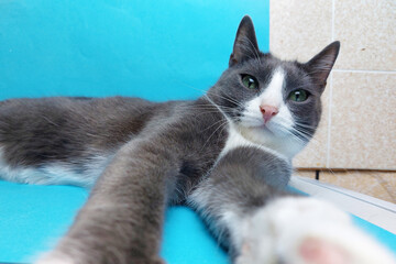 Fototapeta na wymiar A cute gray cat with long legs lies on a blue background.