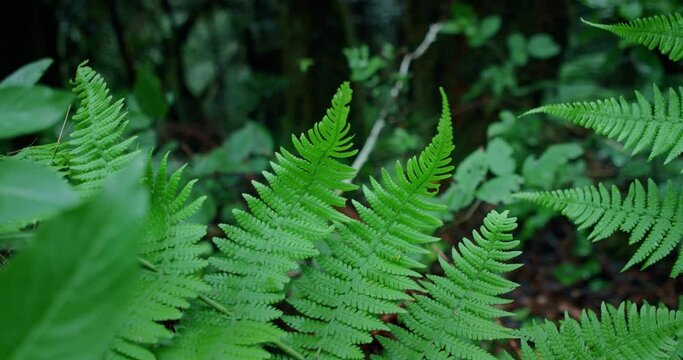Green fern leaf sway in the wind in natural forest background. Tropical plant close-up in laurel woodland.