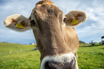 Schweizer Kuh Nahaufnahme