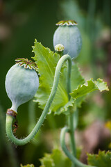 colorful flowers in nature, petals, flower art, wall art, wallpaper, nature beauty, plants, spring flowers