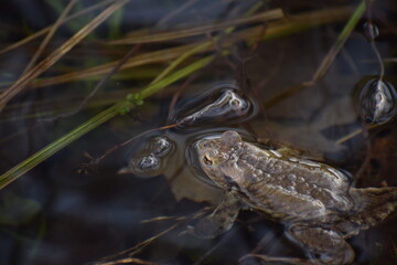 frog in the water countryside the spring 