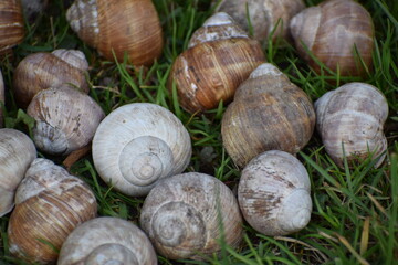 snails on the meadow 