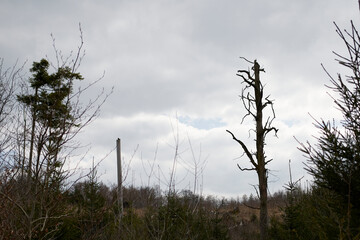 silhouette of a dead tree in a deforested forest