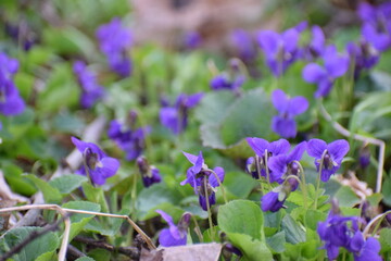 purple spring flowers in the garden countryside in the spring 