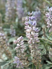 Purple lupine growing on Florida panhandle beach