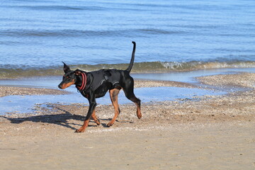 Doberman playing on the beach