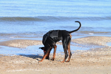 Doberman playing on the beach
