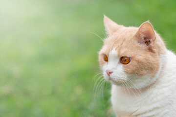 Naklejka na ściany i meble Peach-colored Scottish Straight domestic cat with pink nose and red eyes outdoors in spring, portrait, close-up with copy space. Red collar from fleas and parasites
