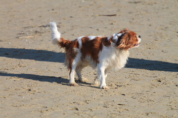 SPRINGER SPANIEL playing on the beach