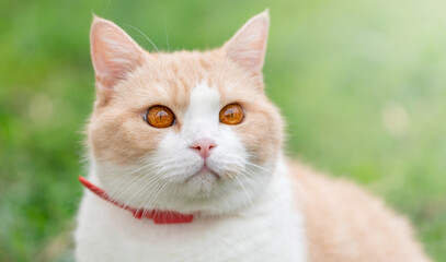 Peach-colored Scottish Straight domestic cat with pink nose and red eyes outdoors in spring, portrait, close-up with copy space. Red collar from fleas and parasites