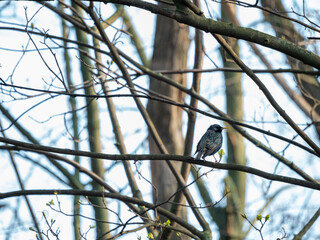 Sturnus vulgaris in park