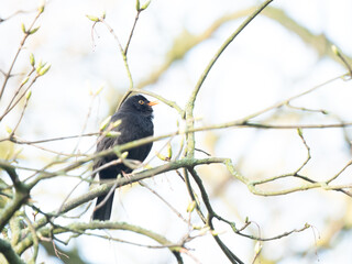 Turdus merula 04/2023