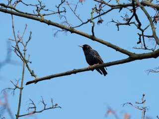 Sturnus vulgaris in park