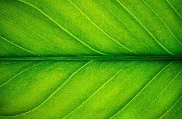 Fototapeta na wymiar Green Leaf Texture Background