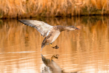 A Gadwall drake juvenile, about to land on a golden pond with outstretched wings. Close up view.