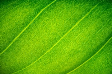 green leaf texture