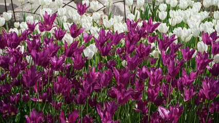Bright, fresh purple and white spring tulips make a dazzling display along a city garden path.