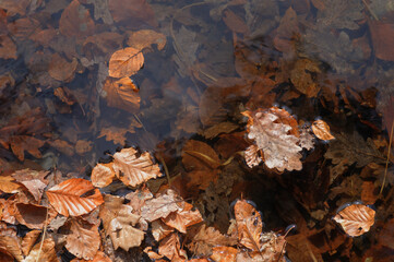 Fallen leaves in a puddle of water. Autumn background.