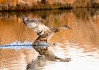 A Gadwall drake Juvenile, traveling at a high rate of speed, lands on a golden water pond during the Fall Season in Colorado.