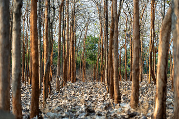 Dry forest wood land with brown dry leaf