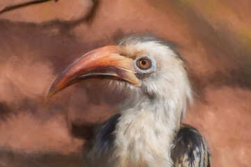 Digital painting of a Von der Decken Hornbill