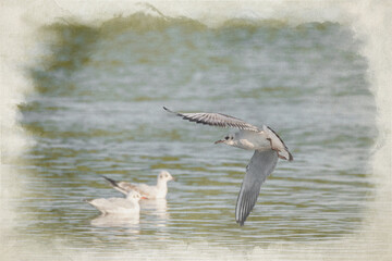 Digital watercolour painting of Black-Headed Gulls in flight. Non breeding adult Black Headed Gull.