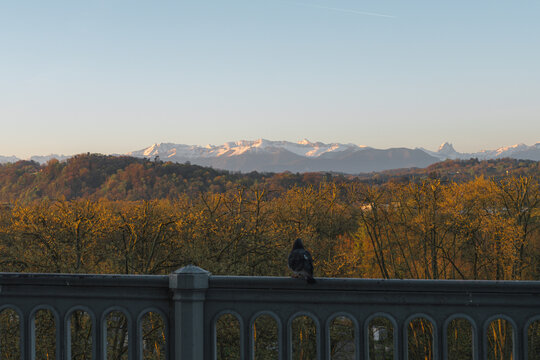 Bird looking at Pyrenees and the Pic du Midi d'Ossau from the Boulevard des Pyrenees at sunrise / Pau