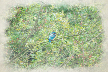 A digital watercolour painting of common Eurasian kingfisher, Alcedo atthis perched by a pond.