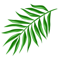 Illustration of stylized palm leaf. Decorative image of tropical plant.