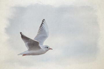 Black-Headed Gulls digital watercolour painting on a frozen pond during winter.