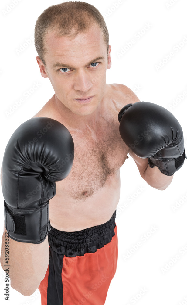 Wall mural Portrait of boxer performing boxing stance