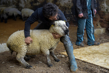 view of a shepherd who examines his sheep