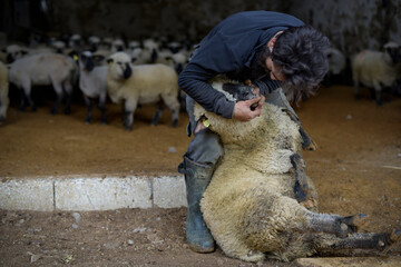 view of a shepherd who examines his sheep