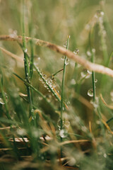 dew drops on grass in macro