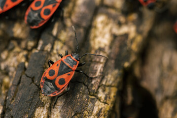 red beetle on a wooden background