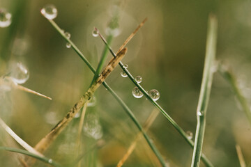 dew drops on grass in macro