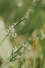 dew drops on grass in macro