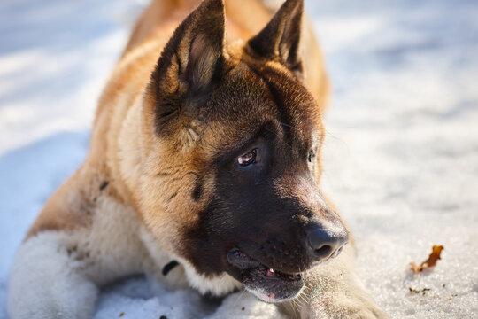 The puppy of the breed is an American akita, photographed in close-up.