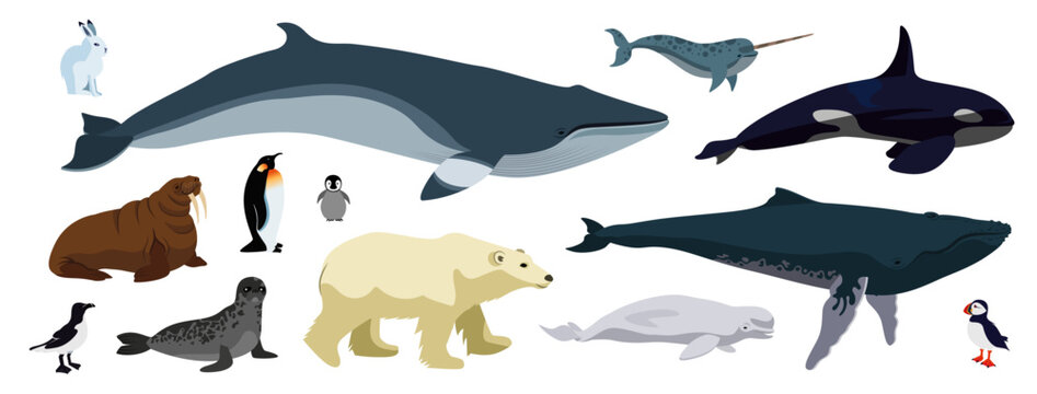 Vector Illustrations isolated on a white background. Artic animals, north and south pole. Marine and land mammals