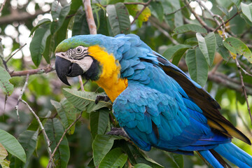 macaw feeding on a guava tree with its fruits, in San Carlos, Antioquia, Colombia