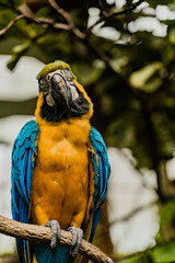 blue and gold macaw
